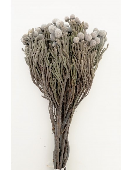 Brunia Silver Gris x10  180g