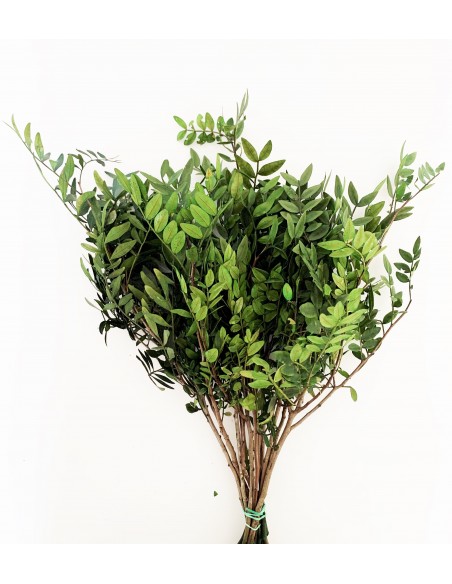 Lentisco Verde Preservado 200g