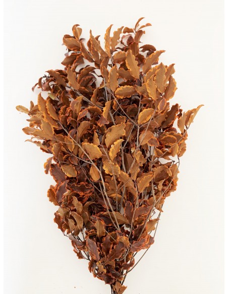 Pittosporino Naranja 80g