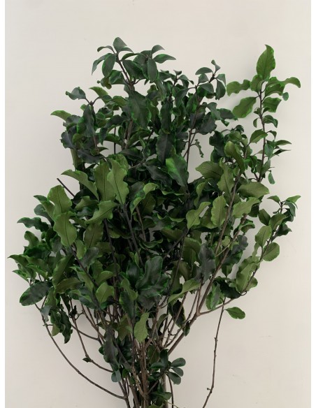 Pittosporino Verde 80g