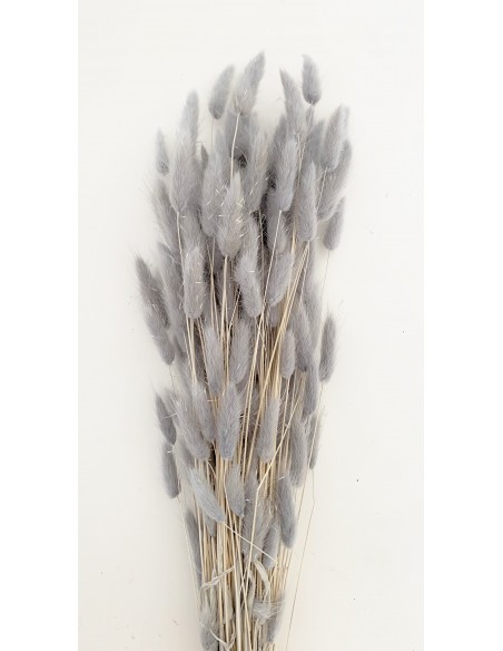 Lagurus Gris Perla 100g