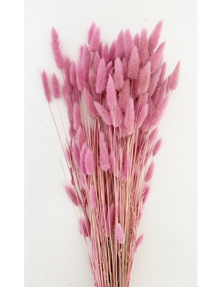 Lagurus Rosa/Malva 100g