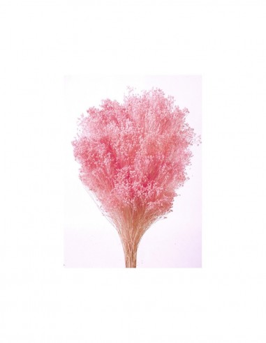 Ramo de brooms preservado color rosa...
