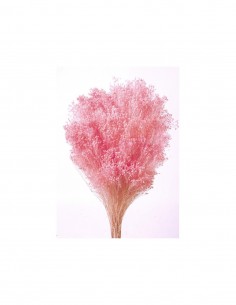 Brooms blum color Rosa...