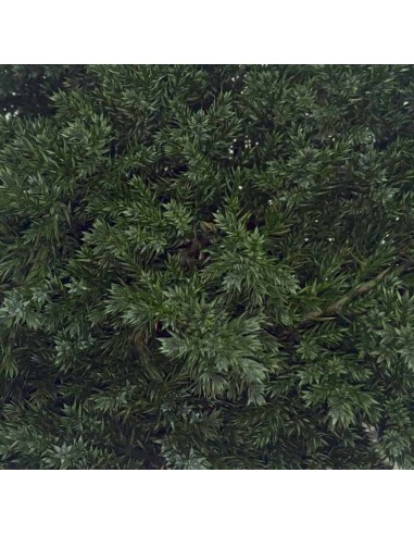 Juniperus preservado 200g 25cm