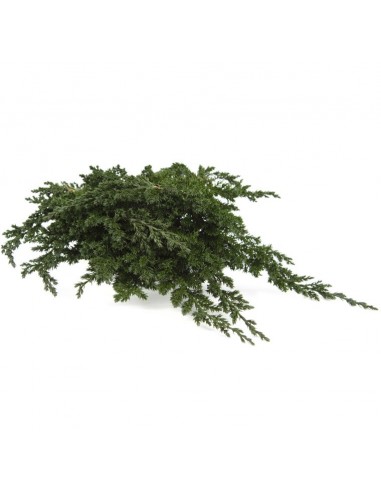 Juniperus preservado 200g 25cm