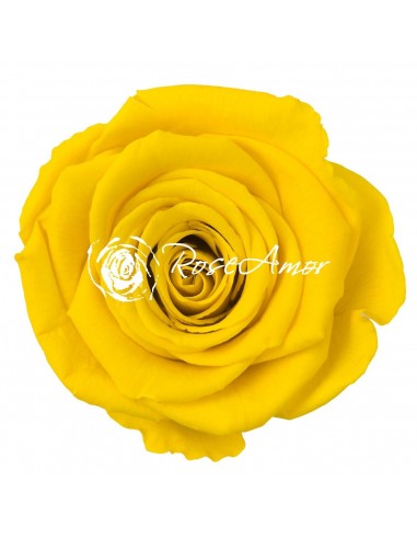 Rosa Preservada Amarillo Calido LL 6,5CM x6...
