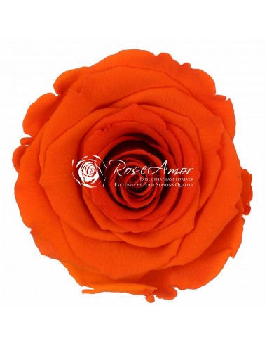 Rosa Preservada Naranja Estandar x6 Roseamor