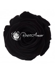 Rosa Preservada Negra...