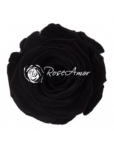 Rosa Preservada Negra Estandar x6 Roseamor