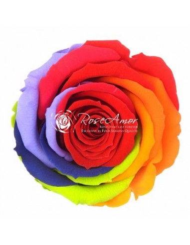 Rosa Preservada Rainbow Estandar x6 Roseamor