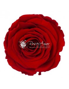 Rosa Preservada Roja...