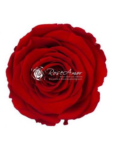 Rosa Preservada Roja LL 6,5cm X6 Roseamor