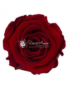 Rosa Preservada Roja Oscura...