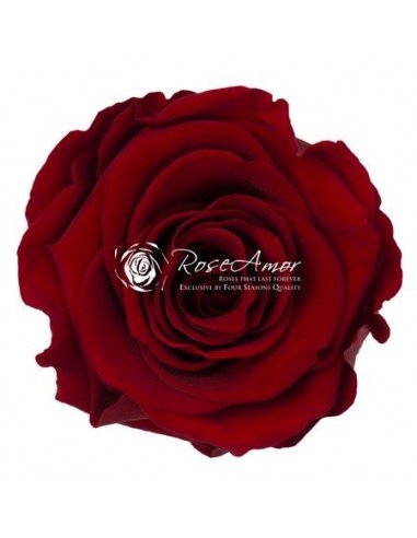 .Rosa Preservada. Roja Oscura LL+ 6,5cm X6...