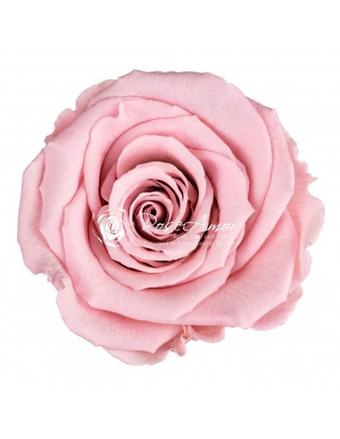 Rosa Preservada Rosa Pastel Estandar x6 Roseamor
