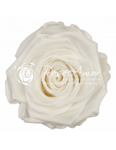 Rosa Preservada Blanca Estandar x6 Roseamor