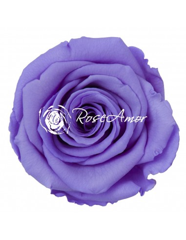 Rosa Preservada Violeta LL 6,5cm X6 Roseamor