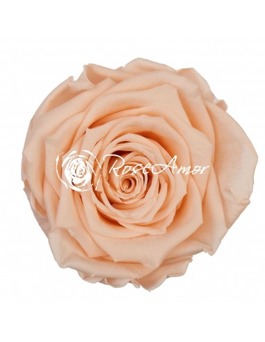 .Rosa Preservada. Salmón/Claro LL+ 6,5cm X6 Roseamor