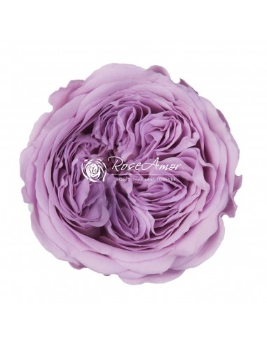 .Rosa Amelia 4cmØ, Lila x12Und