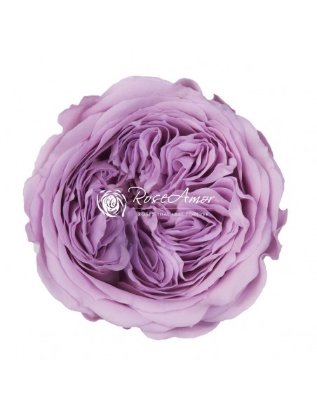 .Rosa Amelia 4cmØ, Lila x12Und