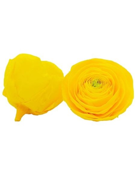 Ranuculo Amarillo 9Und