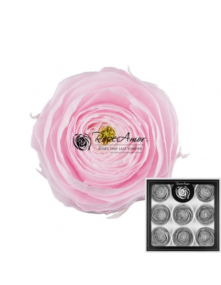 .Ranuculo Rosa 5,5 a 6cmØ  x9Und