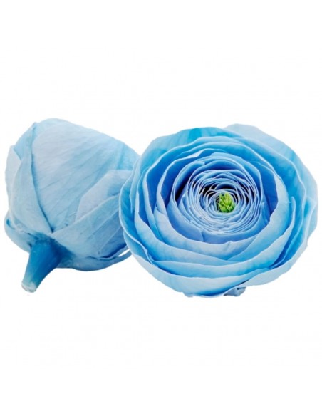 .Ranuculo Azul 5,5 a 6cmØ  x9Und