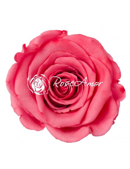 Rosa Preservada. Rosa Coral LL 6,5cm X6 Roseamor