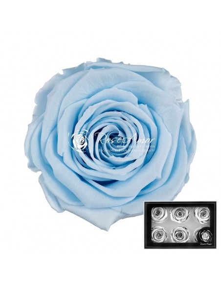 Rosa Preservada. Celeste LL+ 6,5CM x6 Roseamor