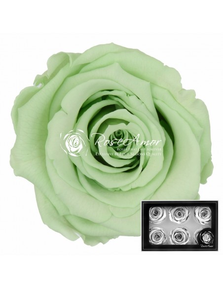 .Rosa Preservada. Verde Menta LL+ 6,5CM x6 Roseamor