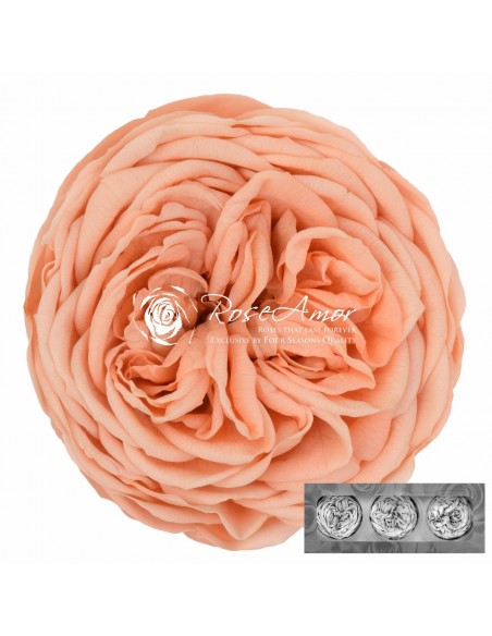 Rosa Kabuki Salmón x3und 6cmØ