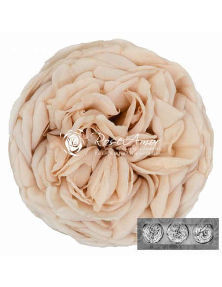 Rosa Kabuki Crema x3und 6cmØ