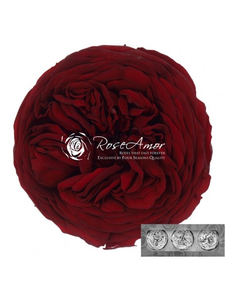 .Rosa Kabuki Rojo x3und 6cmØ