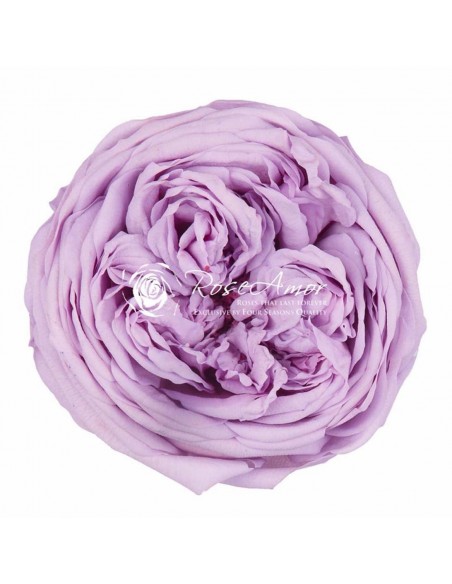 Rosa Kabuki Lila x3und 6cmØ