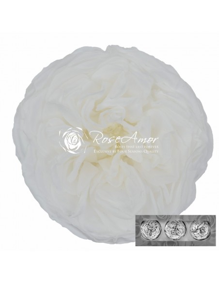 Rosa Kabuki Blanco x3und 6cmØ