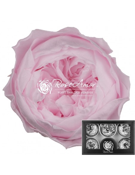 Peonia Preservada Rosa x6