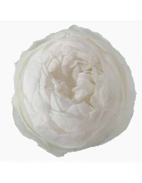 Peonia Preservada Blanca x6