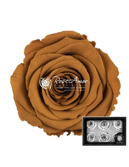 Rosa Preservada. Caramelo LL+ 6,5CM x6 Roseamor