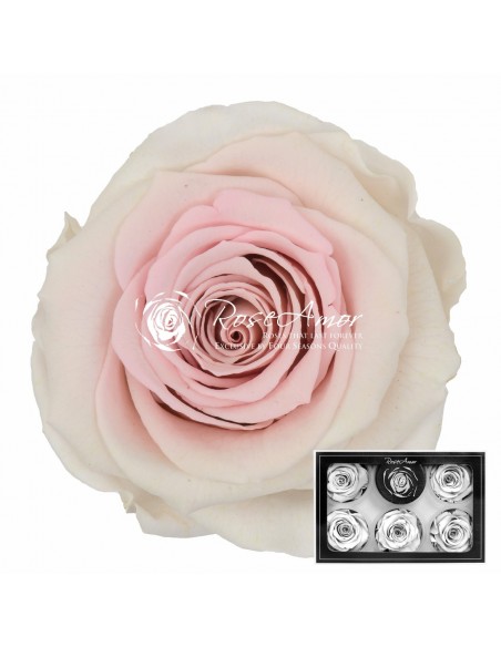 Rosa Preservada Bicolor. Rosa/Marfil LL 6,5CM x6 Roseamor