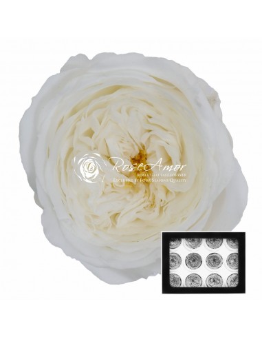 Rosa Amelia 4cmØ, Blanca x12Und