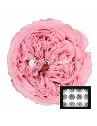 Rosa Amelia 4cmØ, Rosa Pastel x12Und