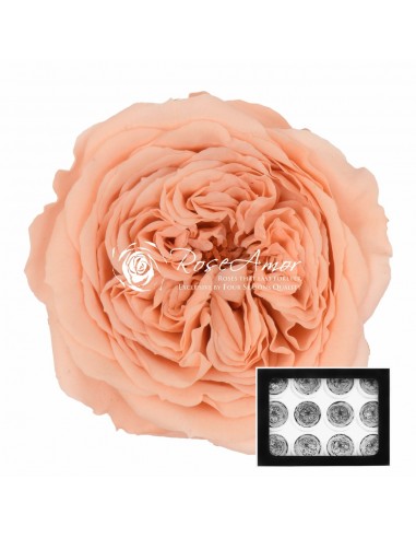 Rosa Amelia 4cmØ, Salmón x12Und