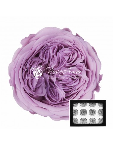 .Rosa Amelia 4cmØ, Lila x12Und