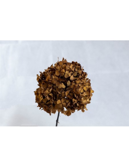 Hortensia Preservada Toffee