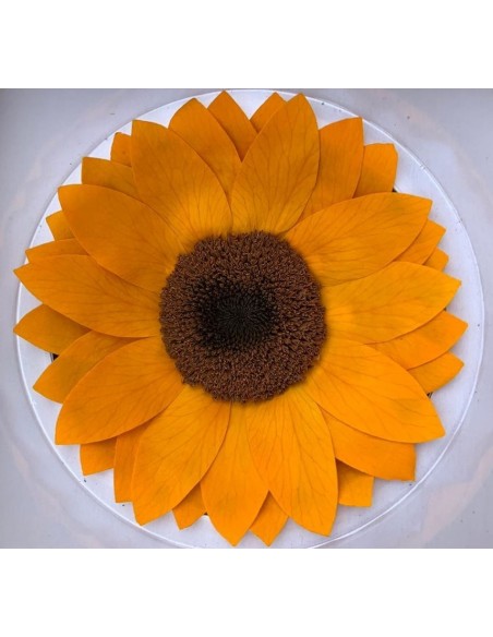 Girasol Preservado Roseamor Amarillo Calido XXL 1und 10cmØ
