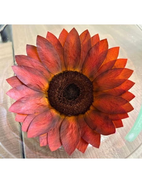 Girasol Preservado Roseamor Naranja Ocre XXL 1und 10cmØ