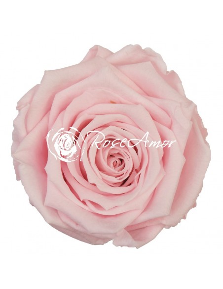 Rosa Preservada. Rosa Pastel LL+ 6,5cm X6 Roseamor