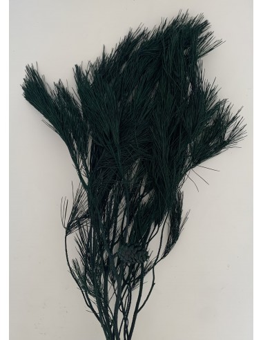 Rama De Pino Preservado Verde