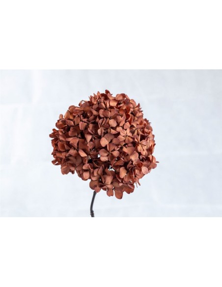 Hortensia Preservada Marfil